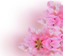 peach spring flowers pink for background