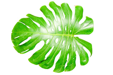 Monstera green leaf isolated on white background with clipping path.