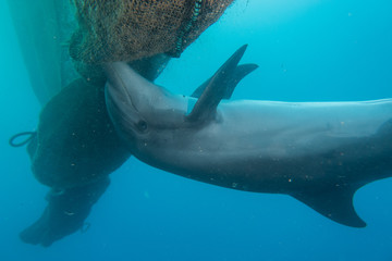 Obraz premium Dolphin swimming in the Red Sea, Eilat Israel