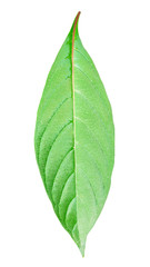 Green leaf isolated on white background with clipping path.