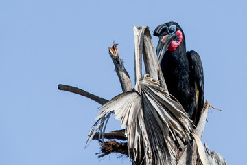 Endemic Bird in Uganda