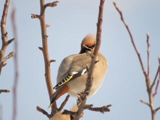 waxwing