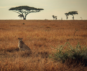 Ein gut getarnter Gepard, fokussiert um zu jagen © Fabian