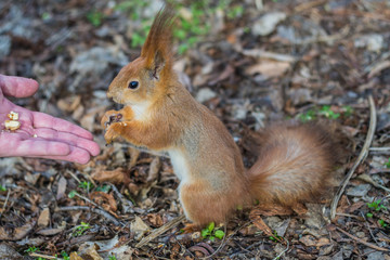 Naklejka na ściany i meble A European squirrel eating nuts from a stretched-out hand, in a park on a sunny spring day. 