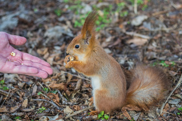 Naklejka na ściany i meble A European squirrel eating nuts from a stretched-out hand, in a park on a sunny spring day. 