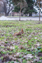 A European squirrel eats Nut in a park on a sun day.	