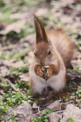Close-up portrait young squirrel eats nut in the park.	
