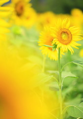 花のイメージ写真