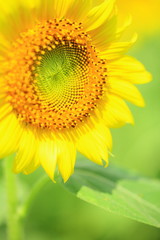 花のイメージ写真