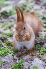 Close-up portrait young squirrel eats nut in the park.	