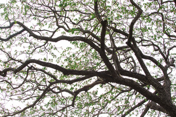 tree branches,Tree branches and green leaves in the forest,forest trees. nature green wood