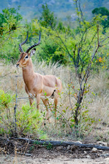 Male impala in the wild