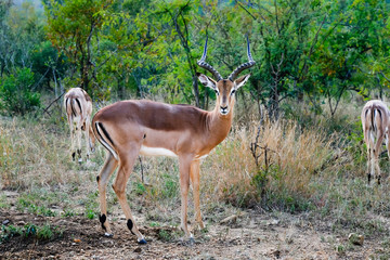 Male impala in the wild