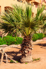 Small decorative palm tree in the garden