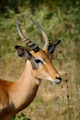 Male impala in the wild