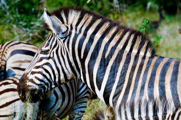 Fototapeta na wymiar Zebras grazzing