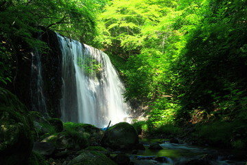 Fototapeta premium 夏の滝