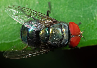 Macro Photo of Blowfly on Green Leaf