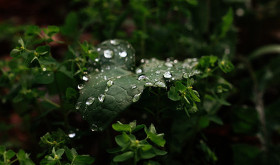 Dew on Plants