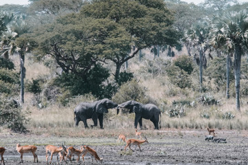 Fight Elephants inMurchison Falls in Uganda