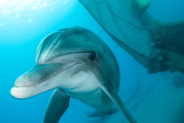 Dolphin swimming in the Red Sea, Eilat Israel