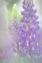 Obraz premium 花のイメージ写真