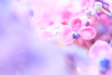 花のイメージ写真