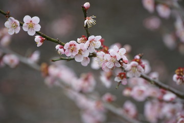 ウメの花
