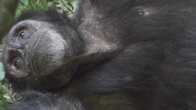 Wild Chimpanzie Yawn