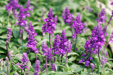 Honey Bee collecting pollen on flower
