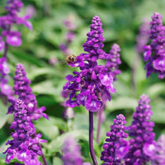 Honey Bee collecting pollen on flower