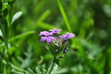 Flor Morada con Insecto