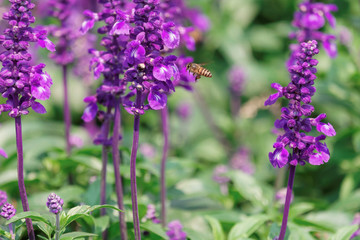 Honey Bee collecting pollen on flower