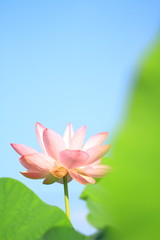 Fototapeta premium 花のイメージ写真