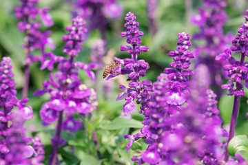 Honey Bee collecting pollen on flower