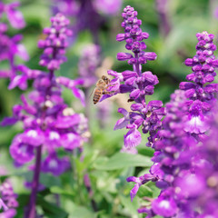 Honey Bee collecting pollen on flower