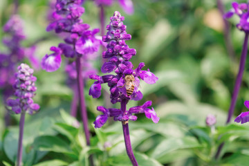 Obraz na płótnie Canvas Honey Bee collecting pollen on flower