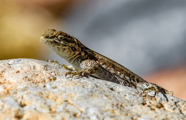 Side Blotched Lizard