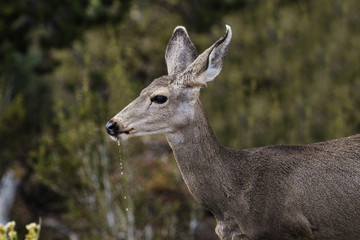 Deer 28