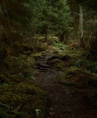Trail in the Woods