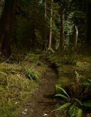 Trail Through the Forest