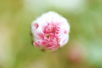 Macro of Pink and White Flower