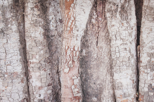 Tree bark background , nature patterns of  bothi tree texture