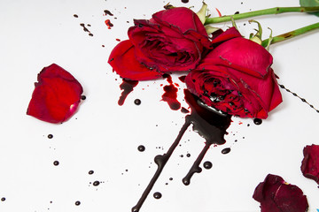 Dramatic scene with dark red roses with blood drops on white background. Gothic flat lay. Top view