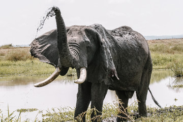 Fototapeta premium Portrait elephant with water in Murchison Falls