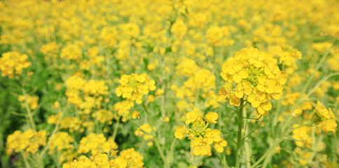 一面に咲き誇る綺麗な菜の花畑