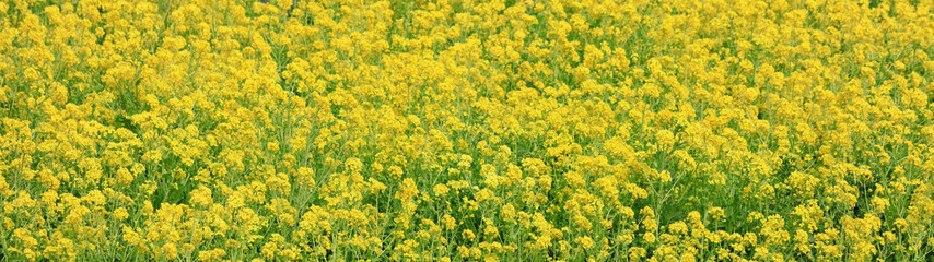 Obraz premium 一面に咲き誇る綺麗な菜の花畑