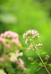 Fototapeta premium 花のイメージ写真
