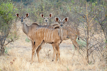 Herd of female Kudu in Botswana, Africa.