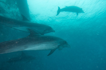 Dolphins swimming in the Red Sea, Eilat Israel 